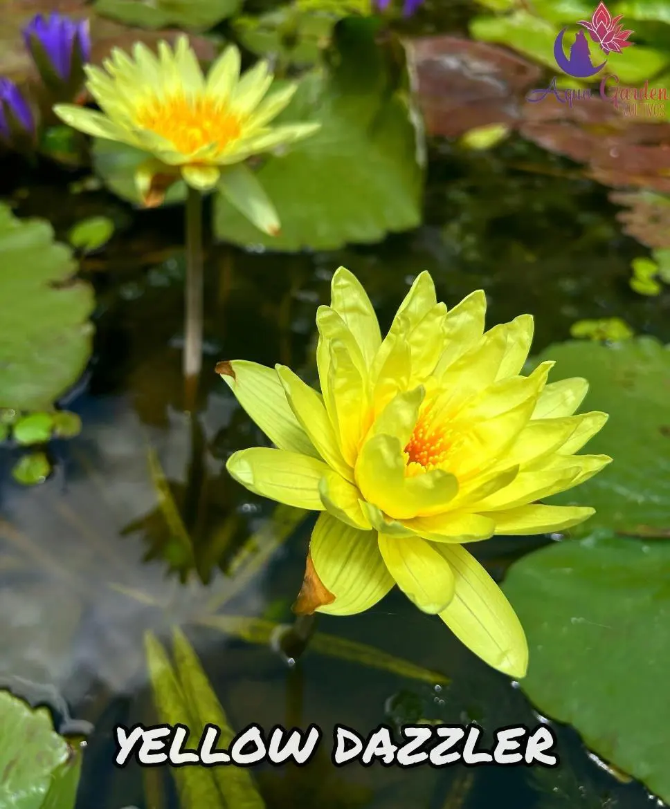 Yellow Dazzler