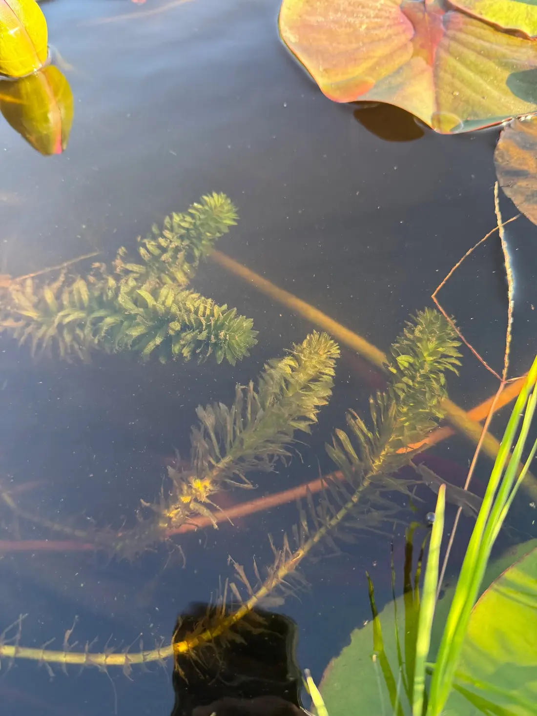 Elodea sp.