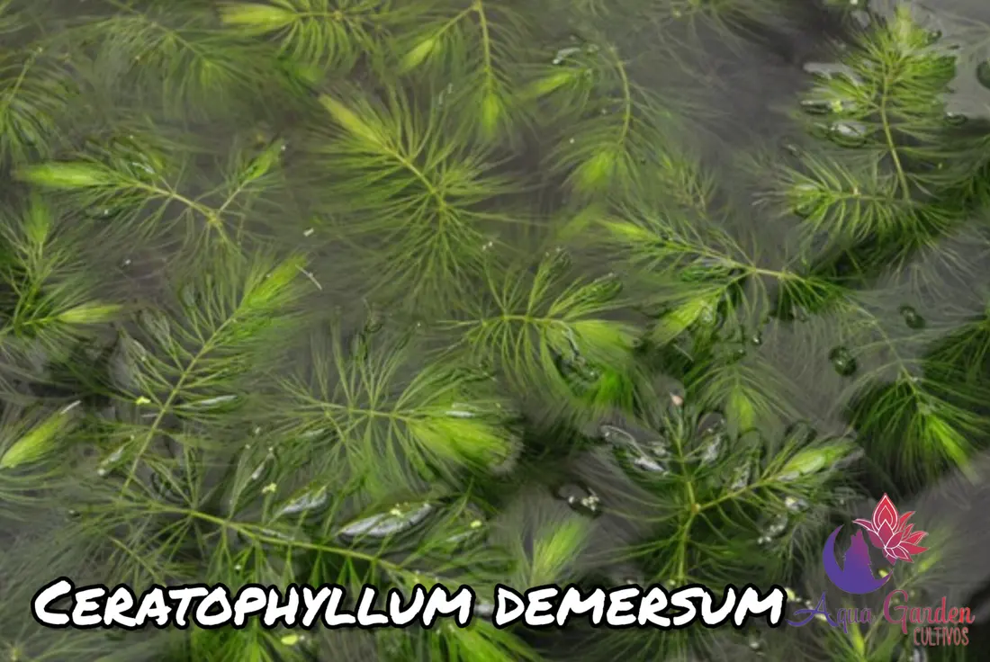 Pinito (Ceratophyllum demersum)