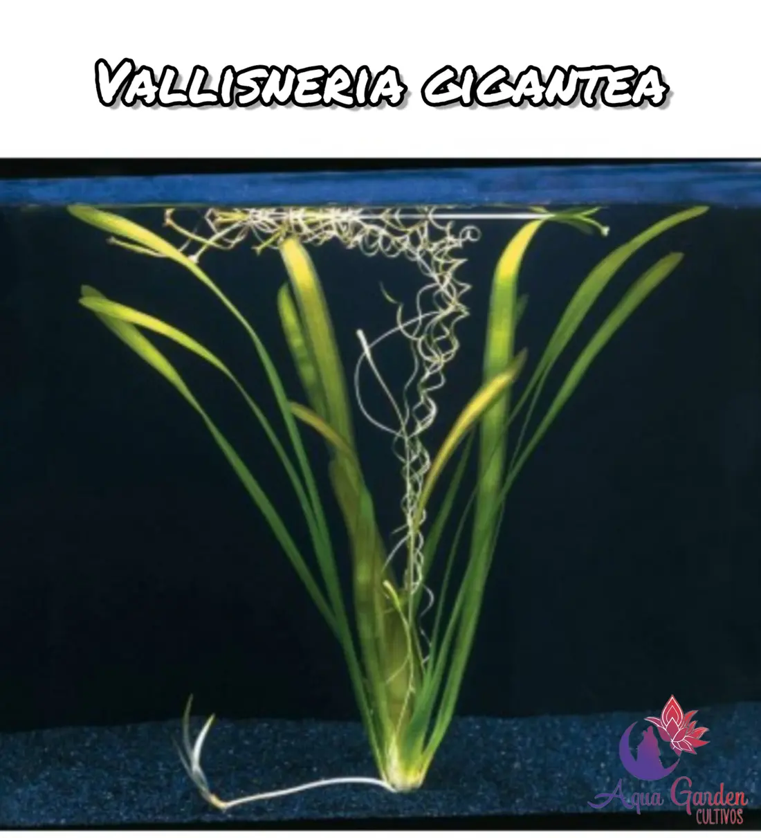 Oxigenadoras
