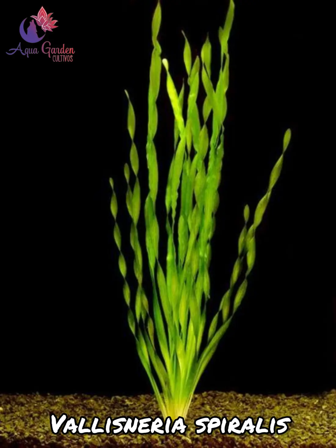 Vallisneria spiralis
