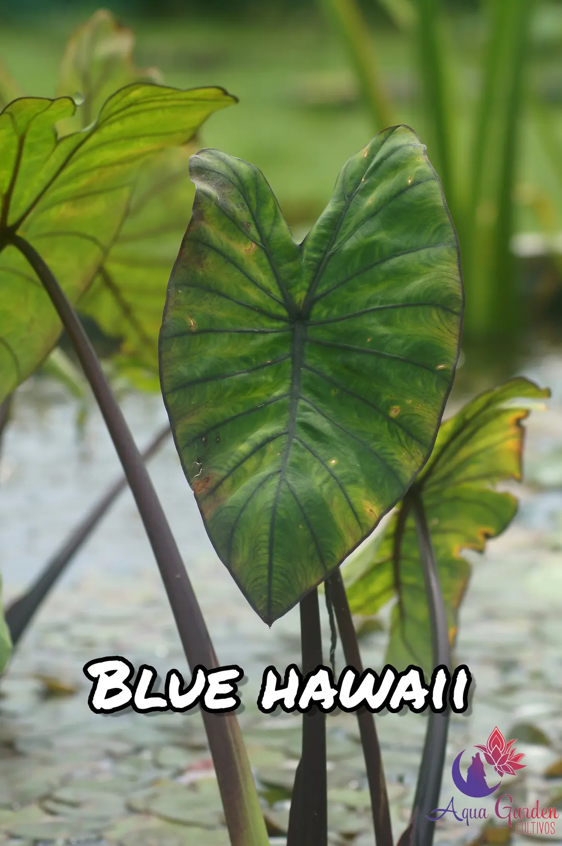 Blue Hawaii