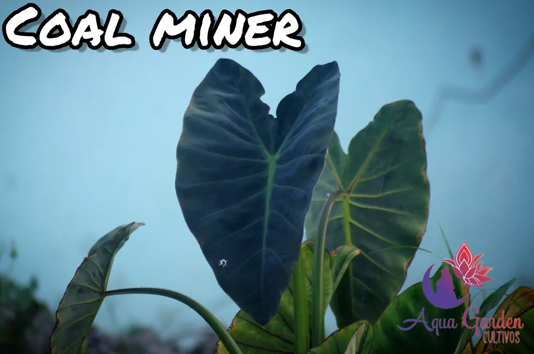 Coal Miner