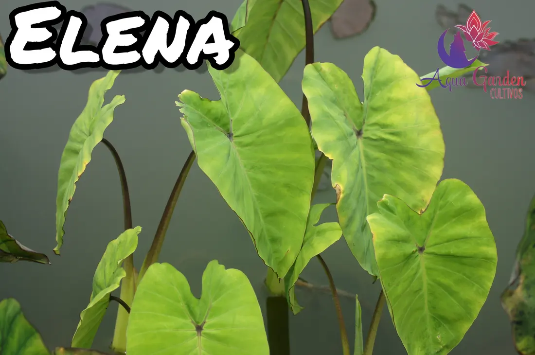 Elena