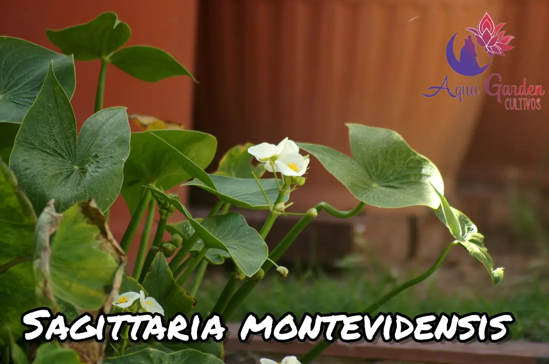 Sagittaria montevidensis