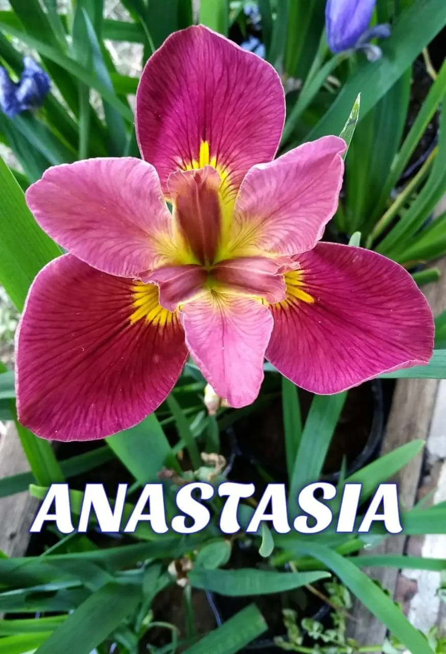 Anastasia