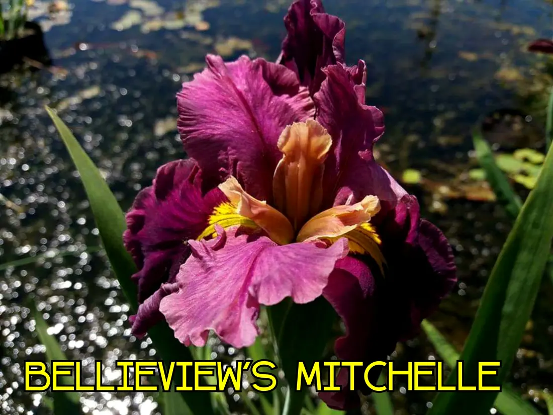 Belleview's Mitchelle