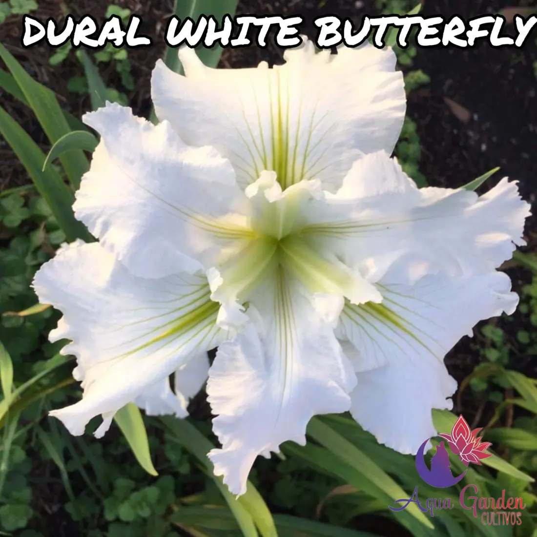 Dural White Butterfly