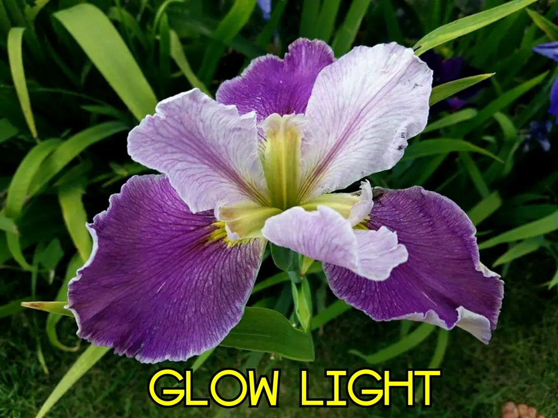 Glow Light