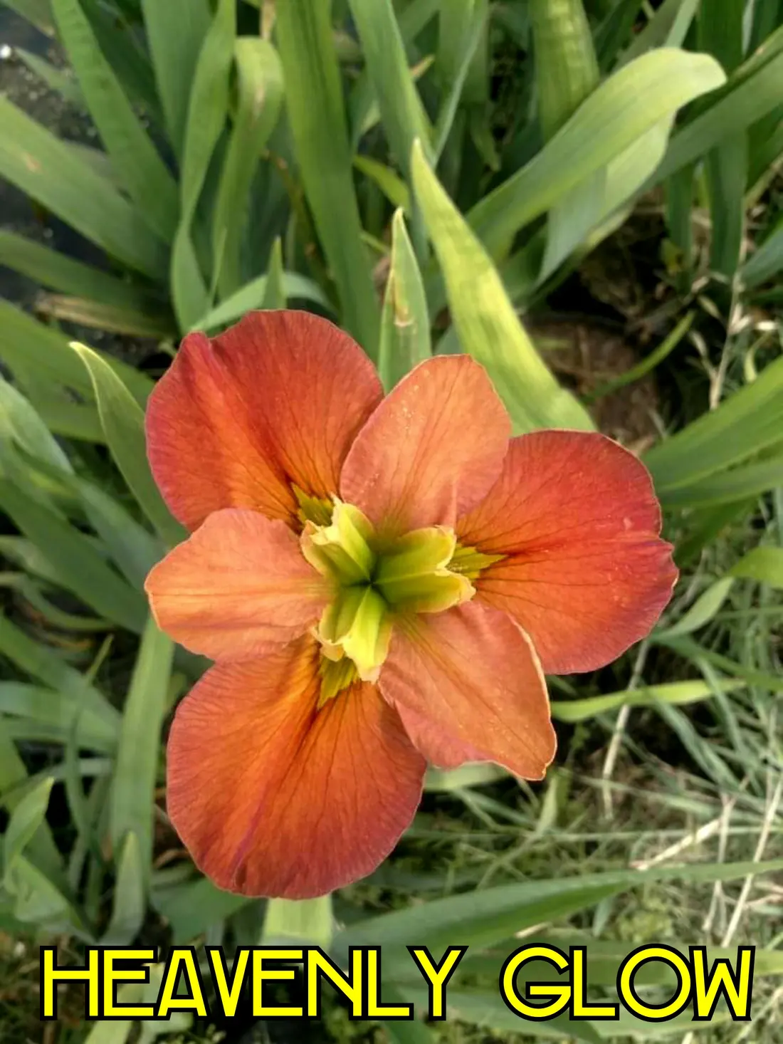 Heavenly Glow