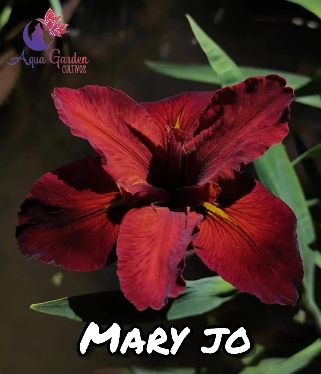 Mary Jo