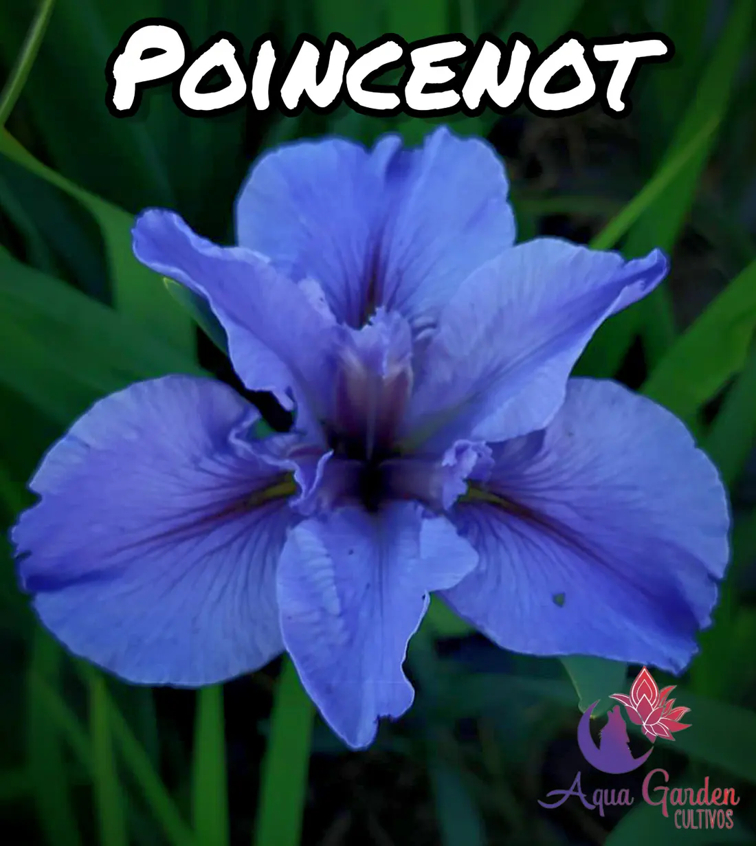 Poincenot