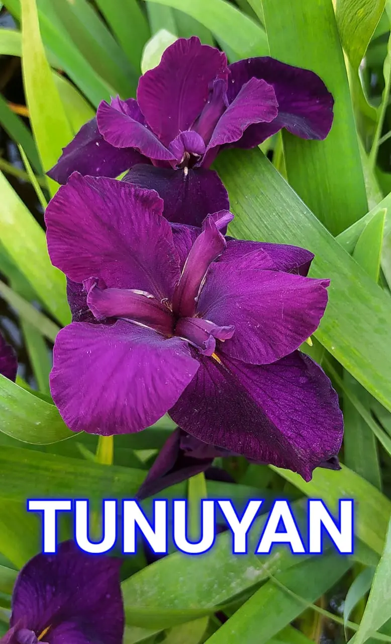 Tunuyán