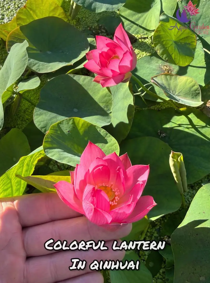 Colorful in Qinhuai