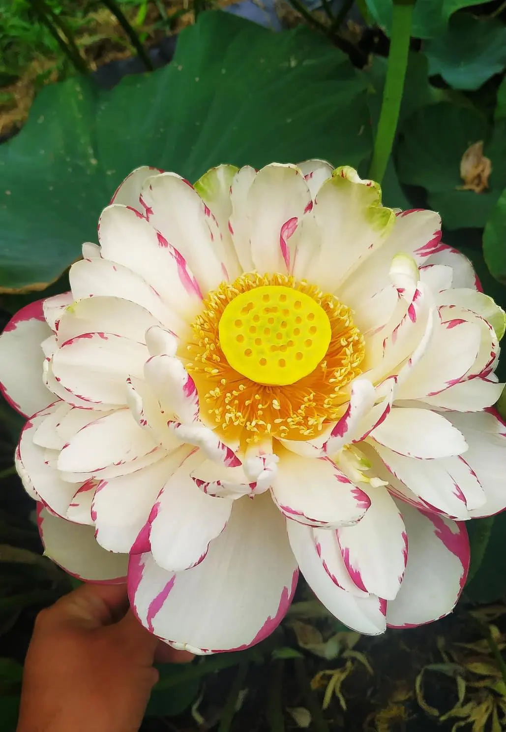 Dasajin, otra floración