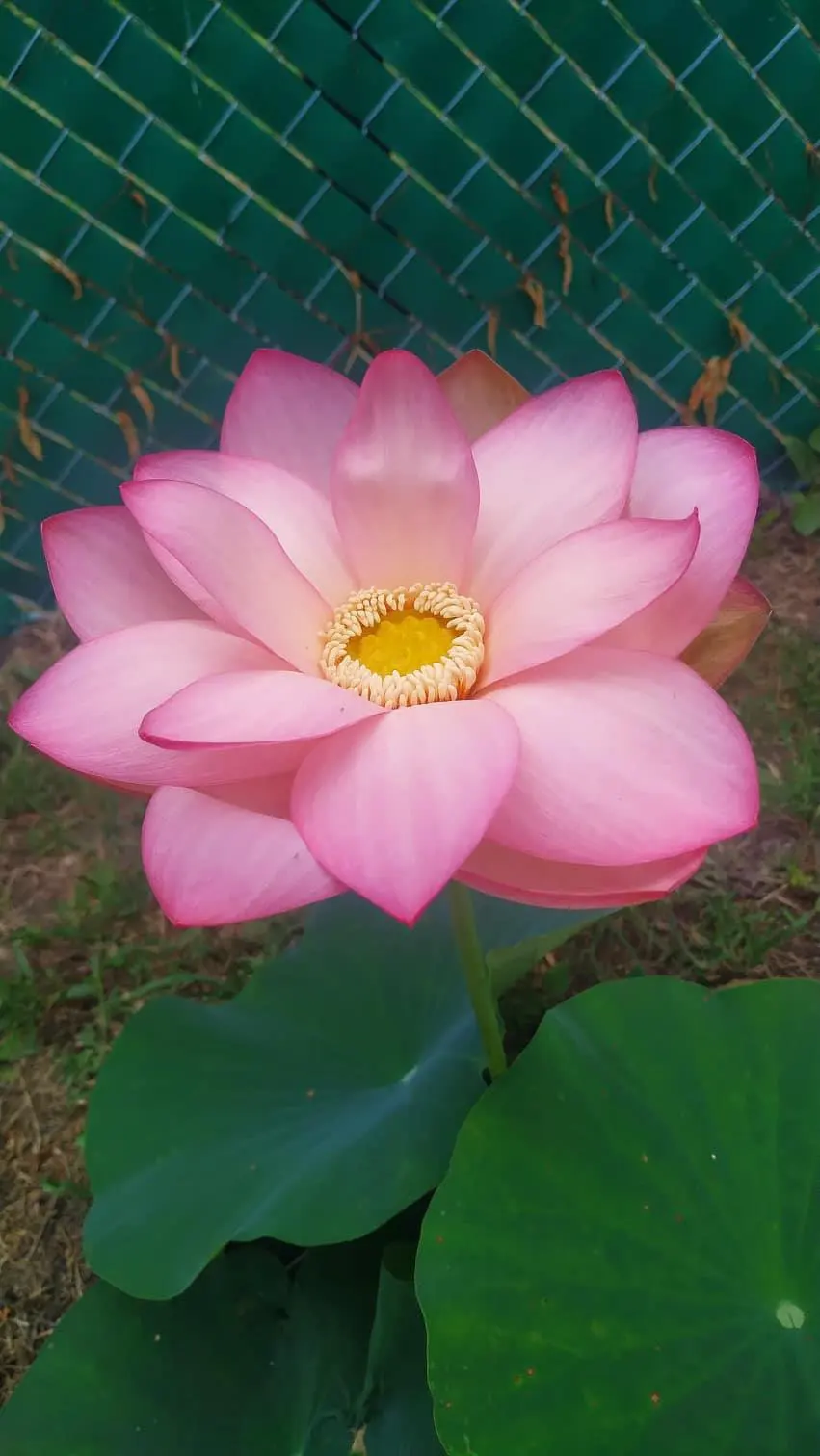 Nucifera