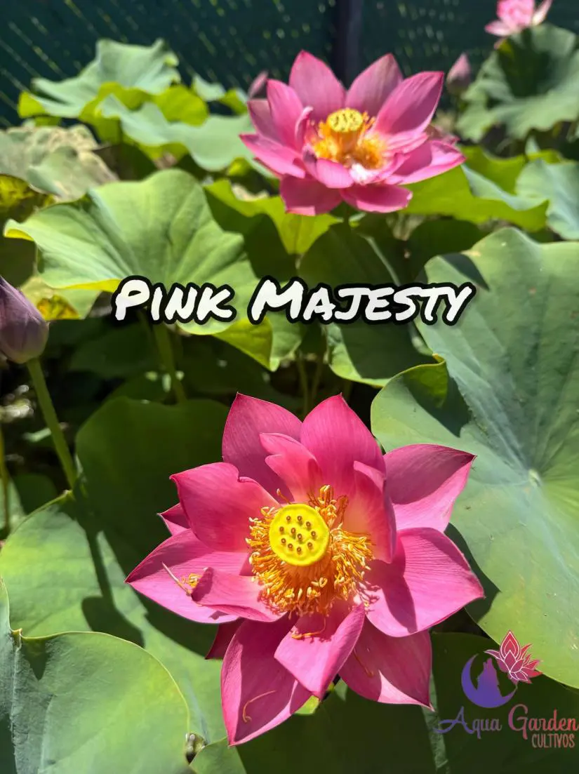 Pink Majesty, otra floración
