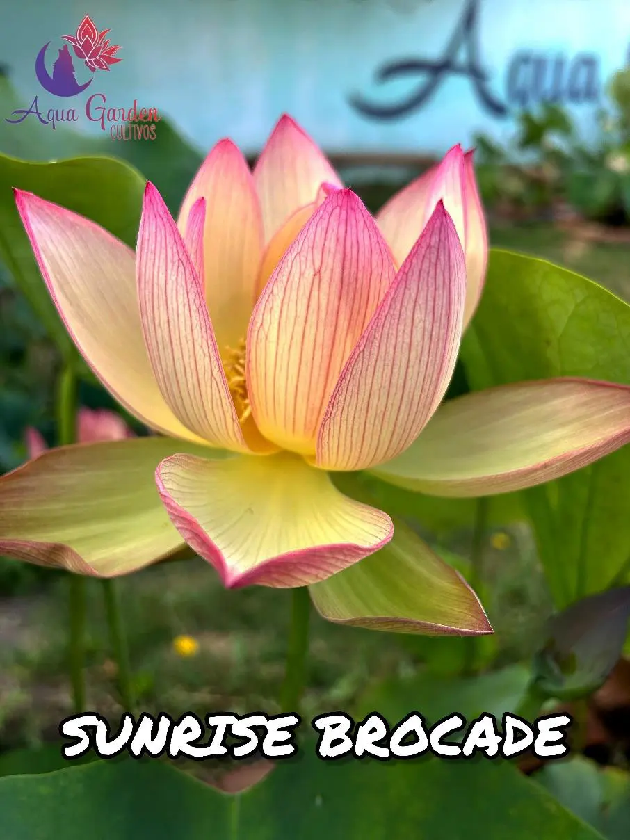 Sunrise Brocade