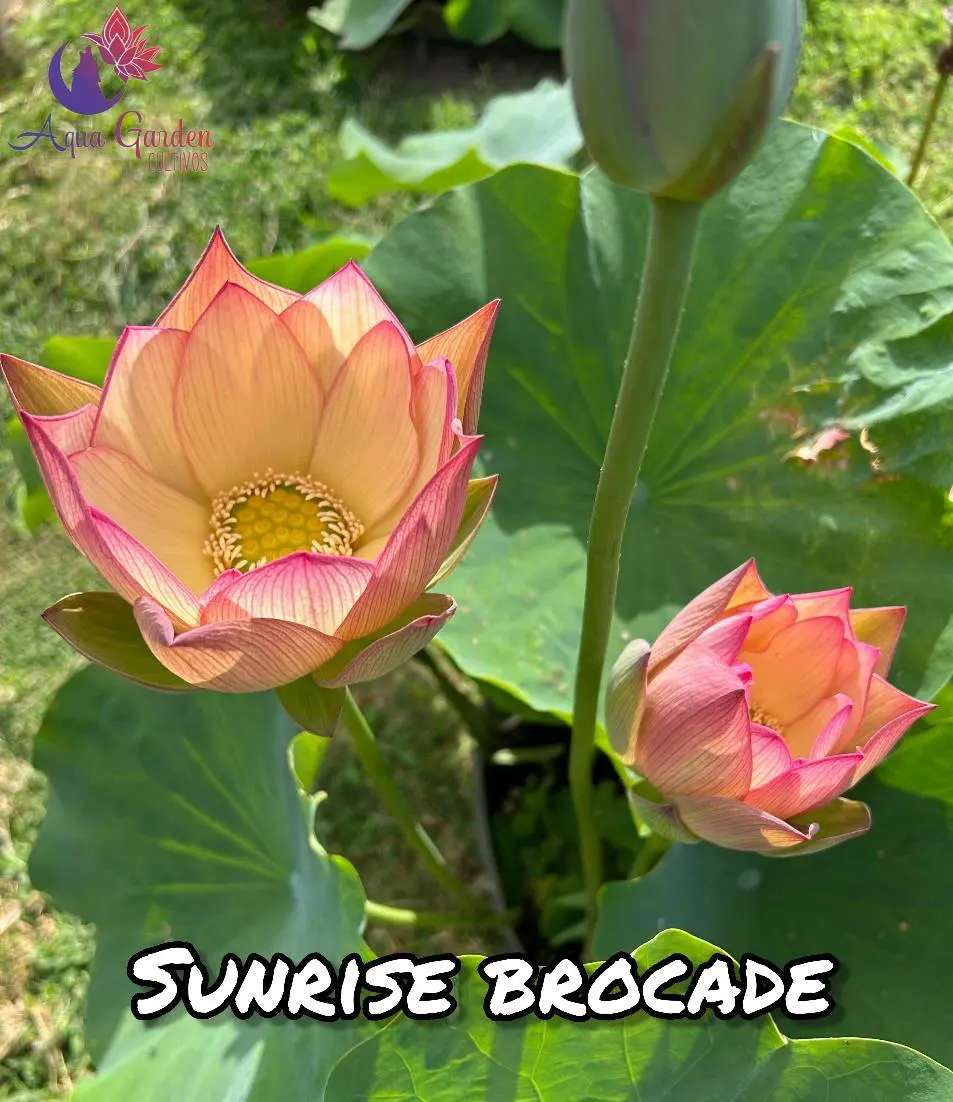 Sunrise Brocade, otra floración