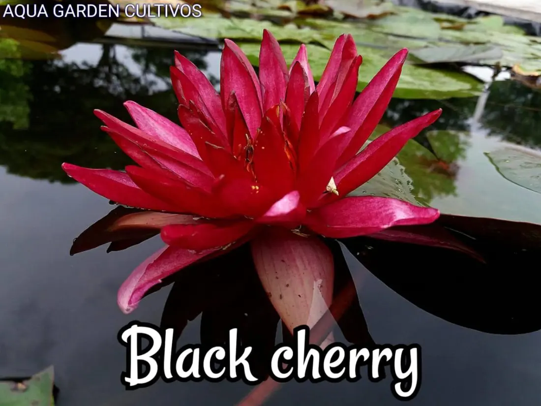 Black Cherry