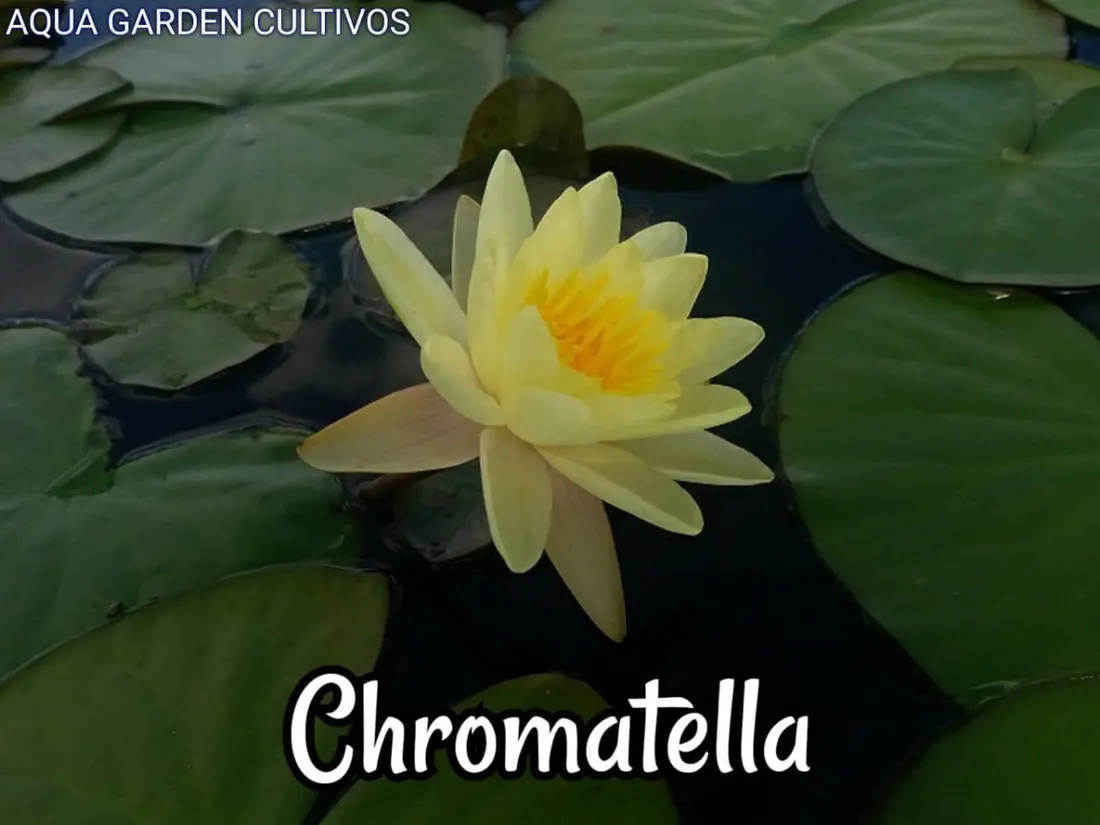 Chromatella