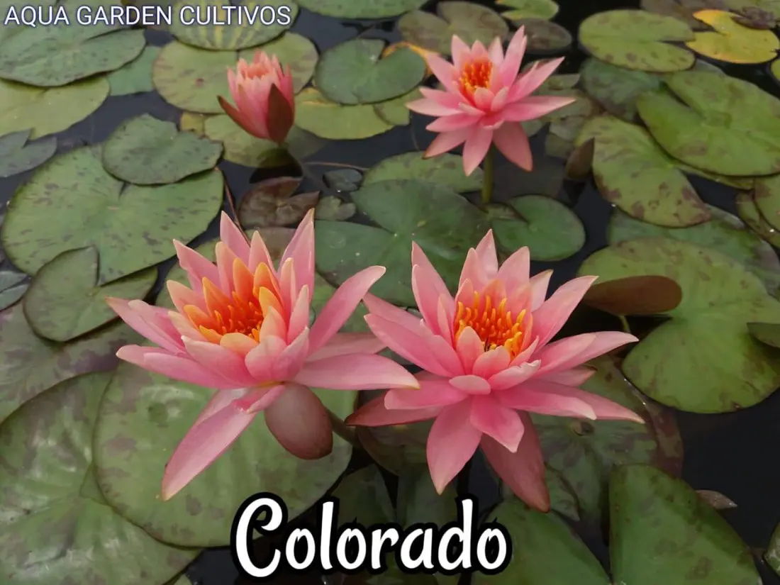Colorado