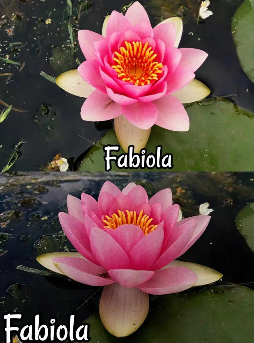 Fabiola