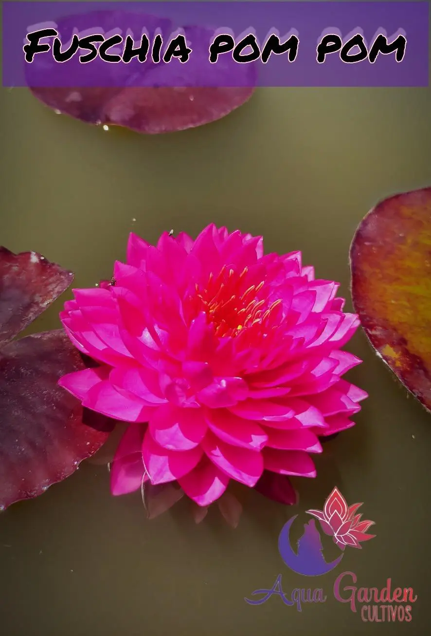 Fuschia Pom Pom