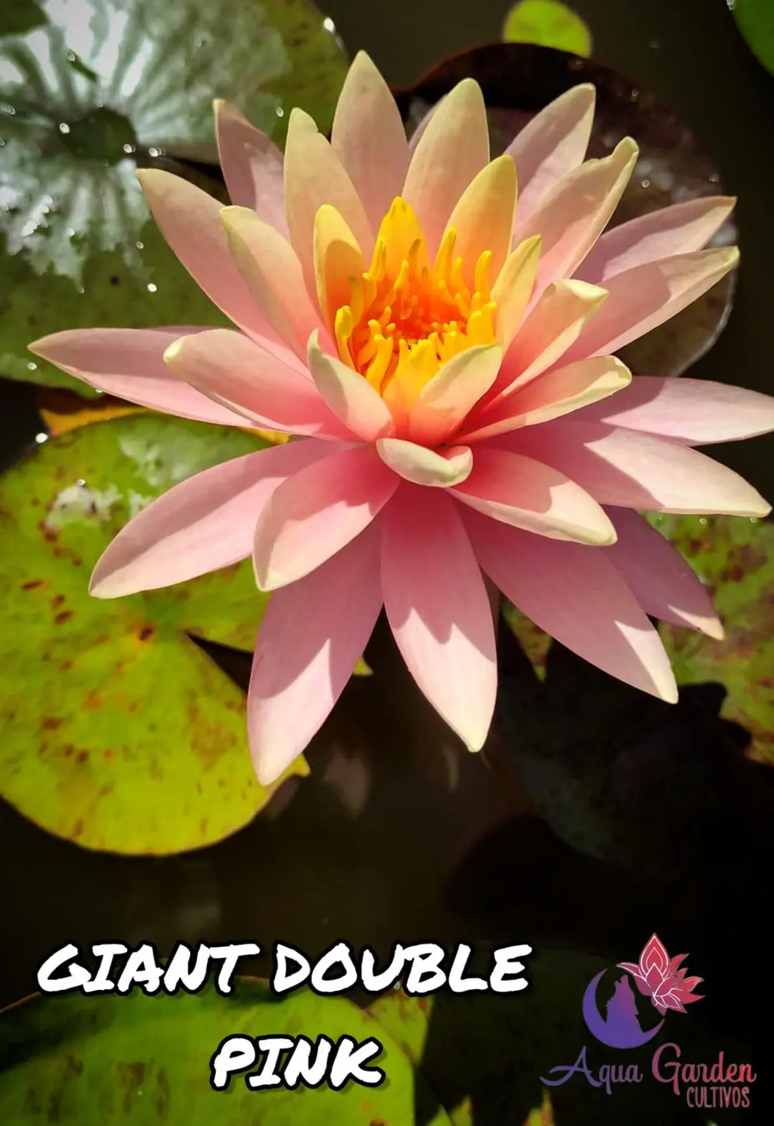 Giant Double Pink