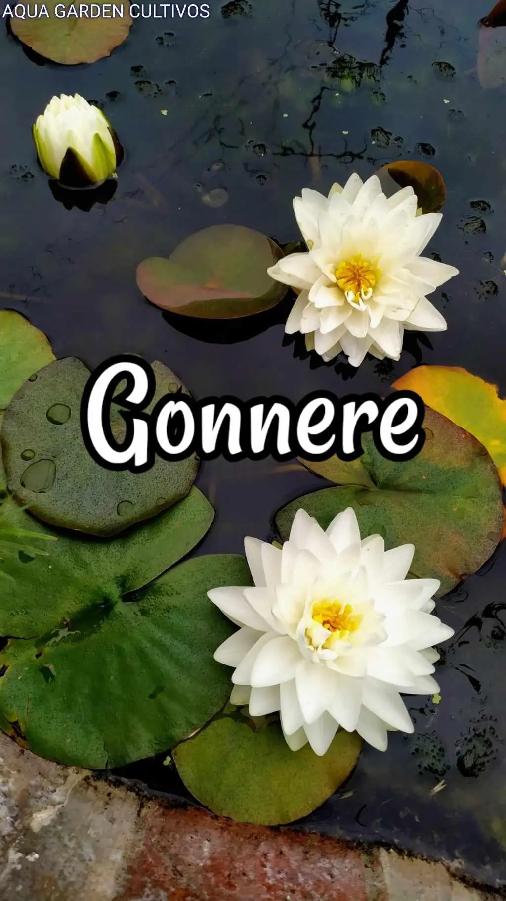 Gonnere