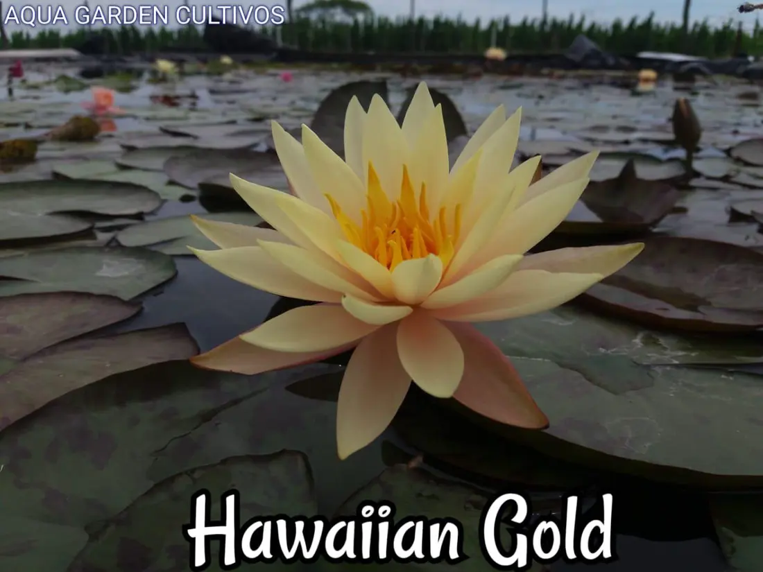 Hawaiian Gold
