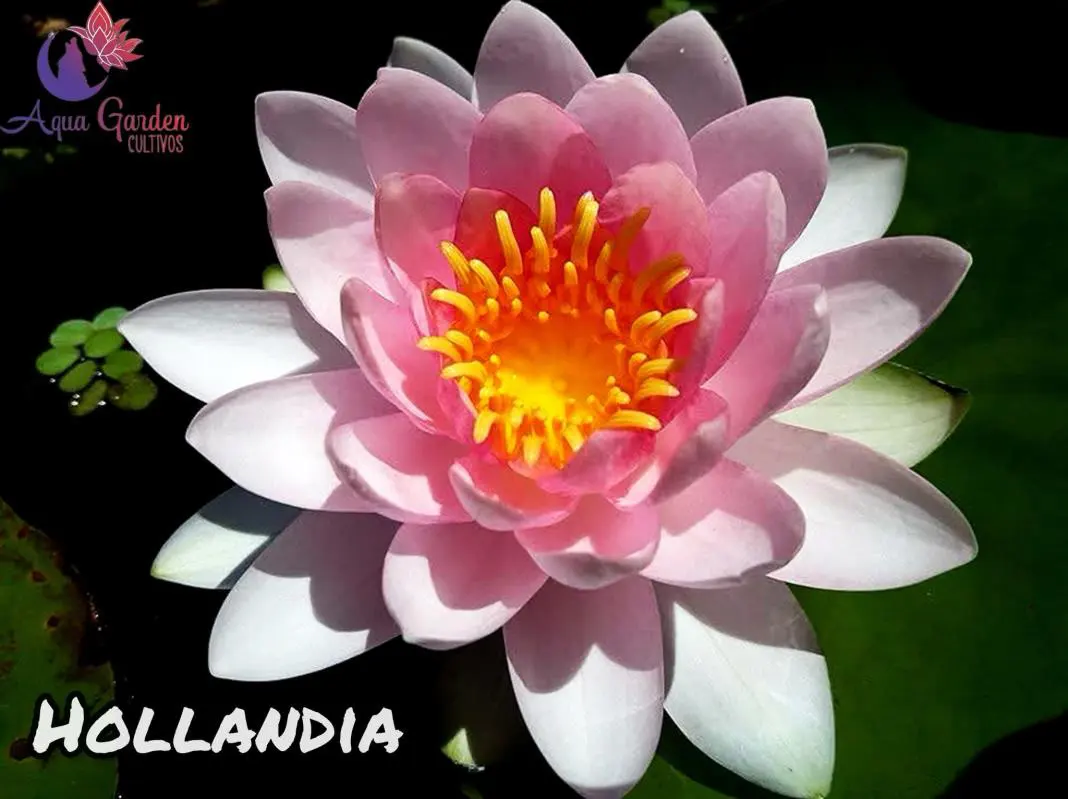 Hollandia