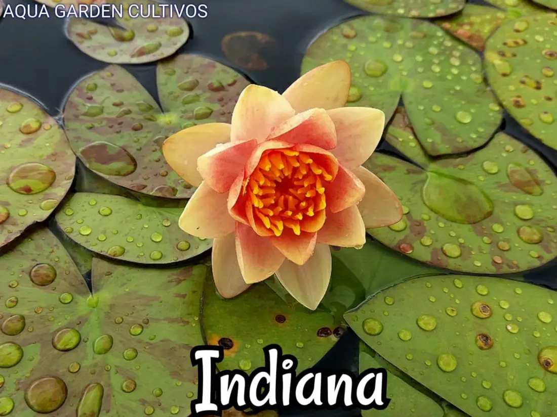 Indiana