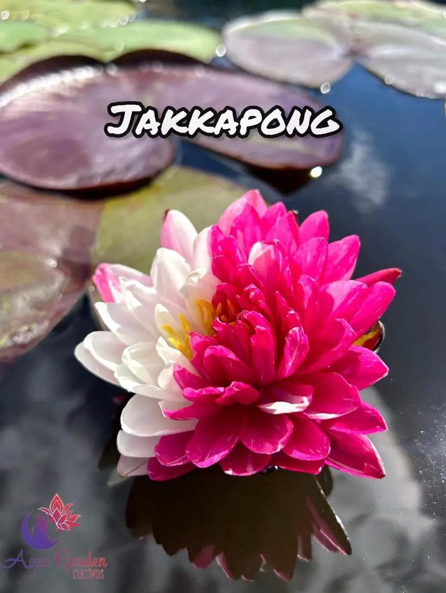 Jakkapong