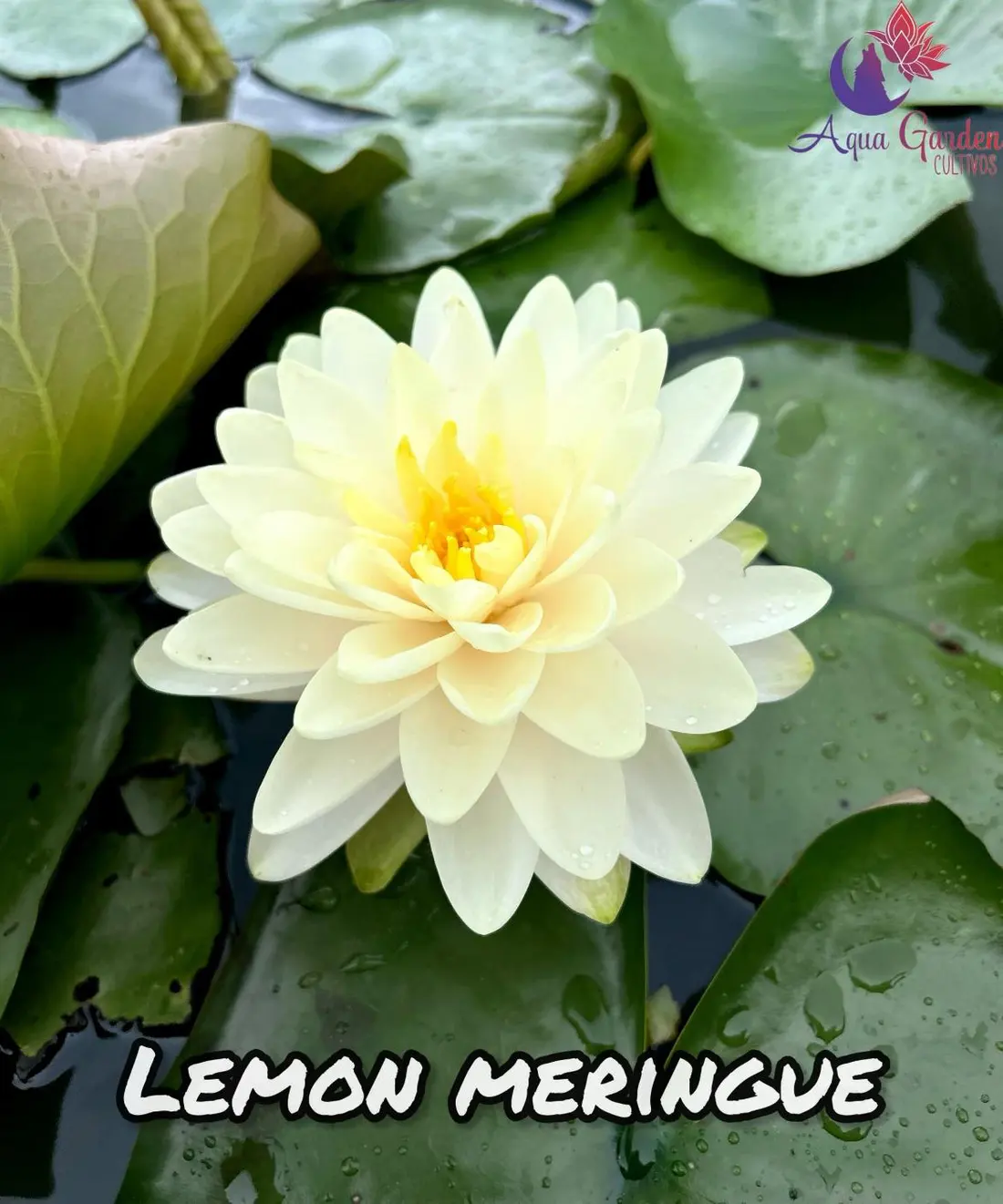 Lemon Meringue