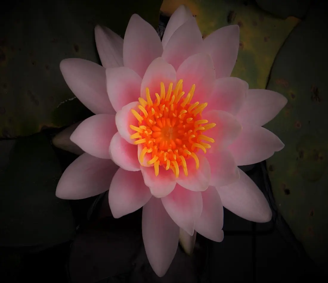 Marliacea Rosea