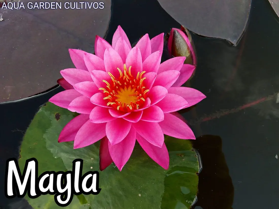Mayla