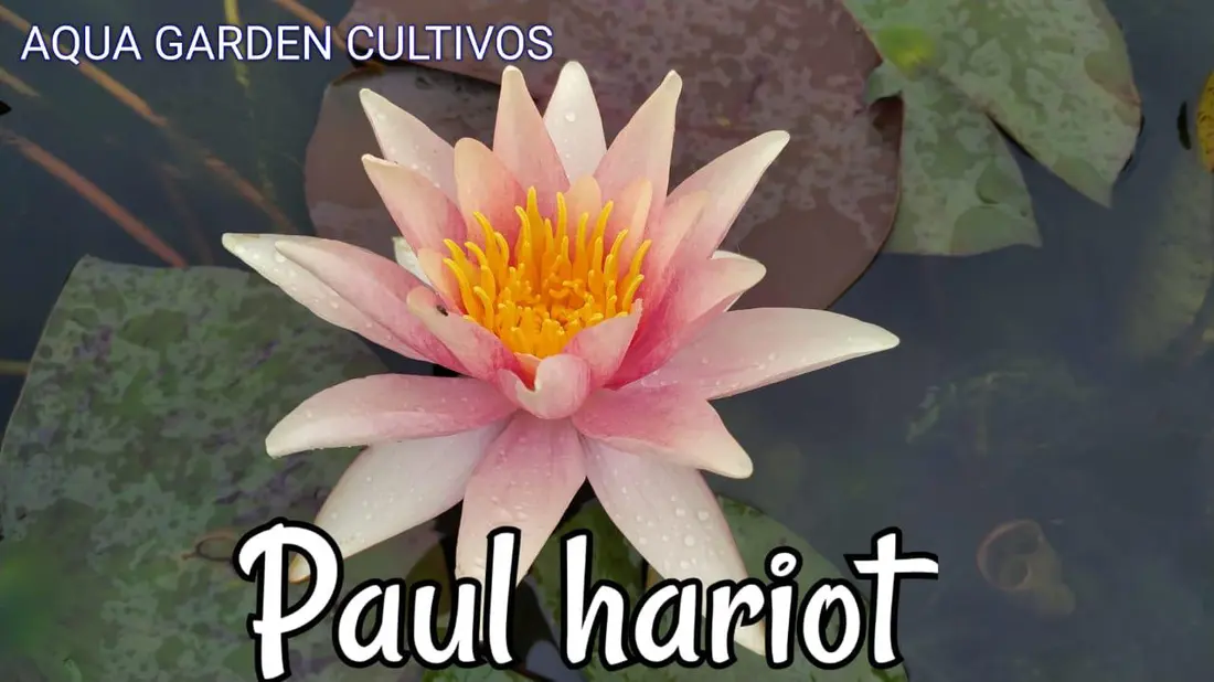 Paul Hariot