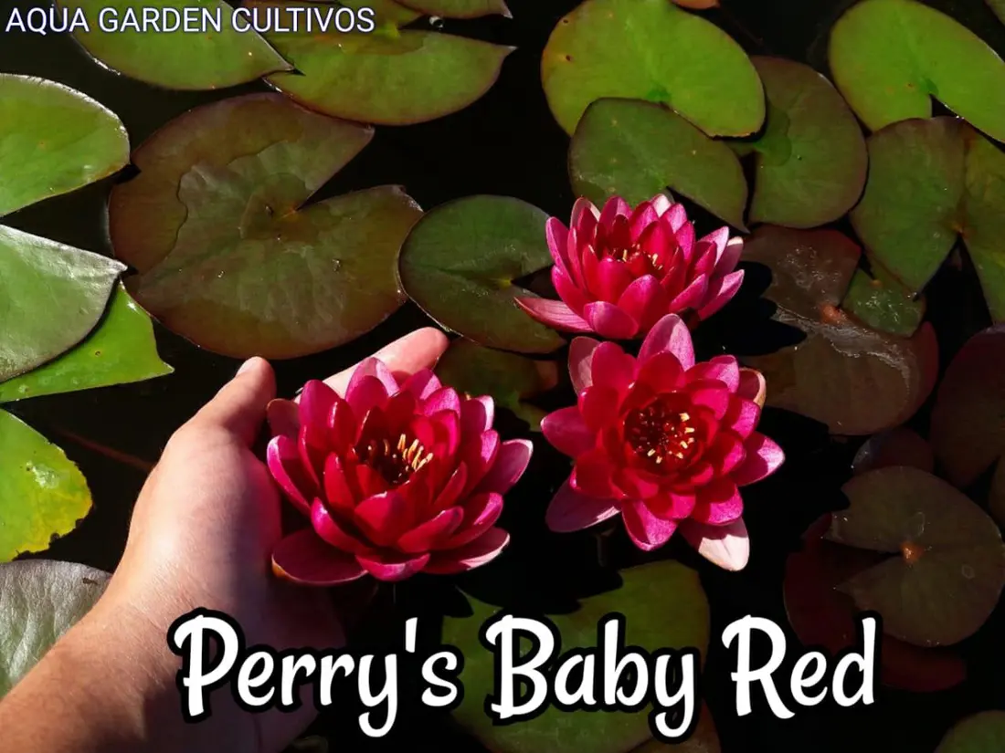 Perry's Baby Red