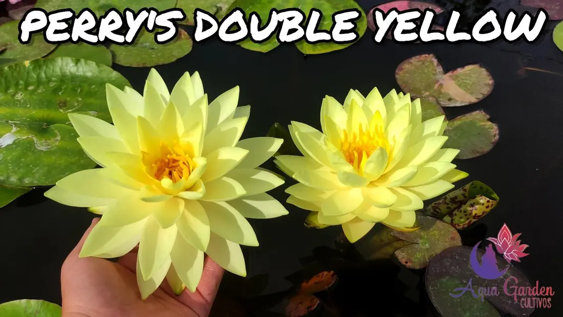 Perry's Double Yellow