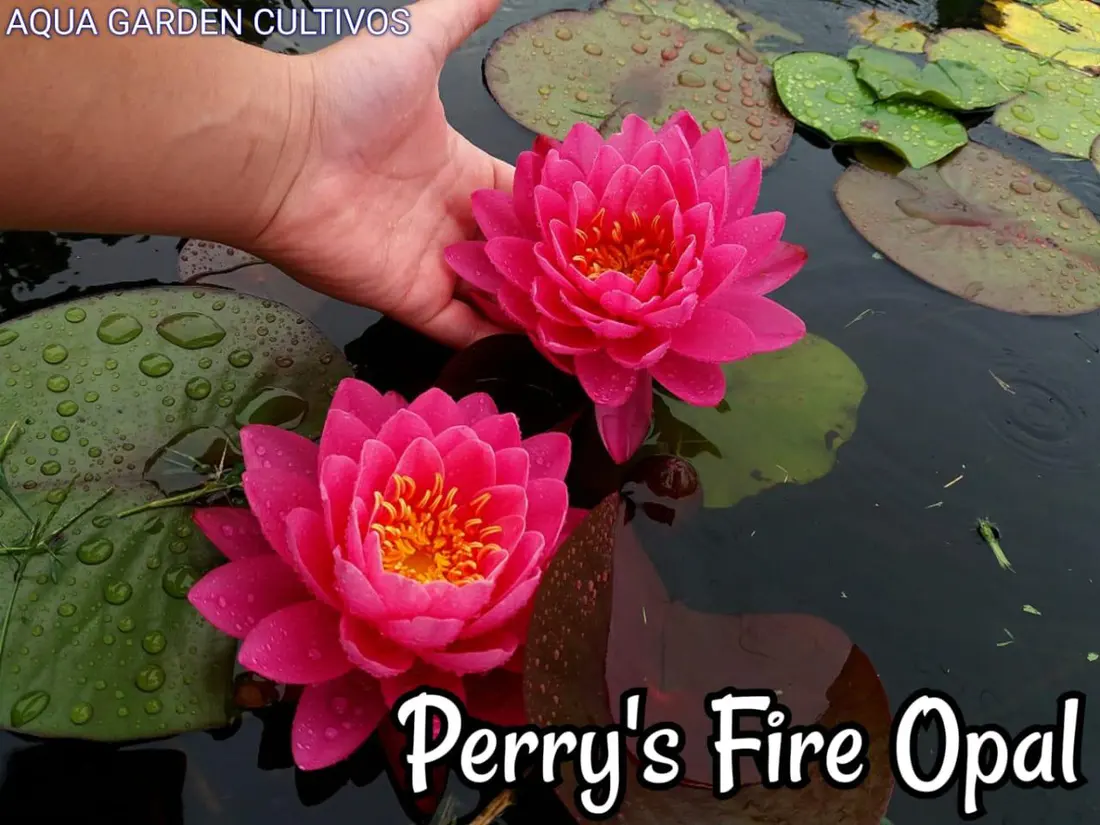 Perry's Fire Opal