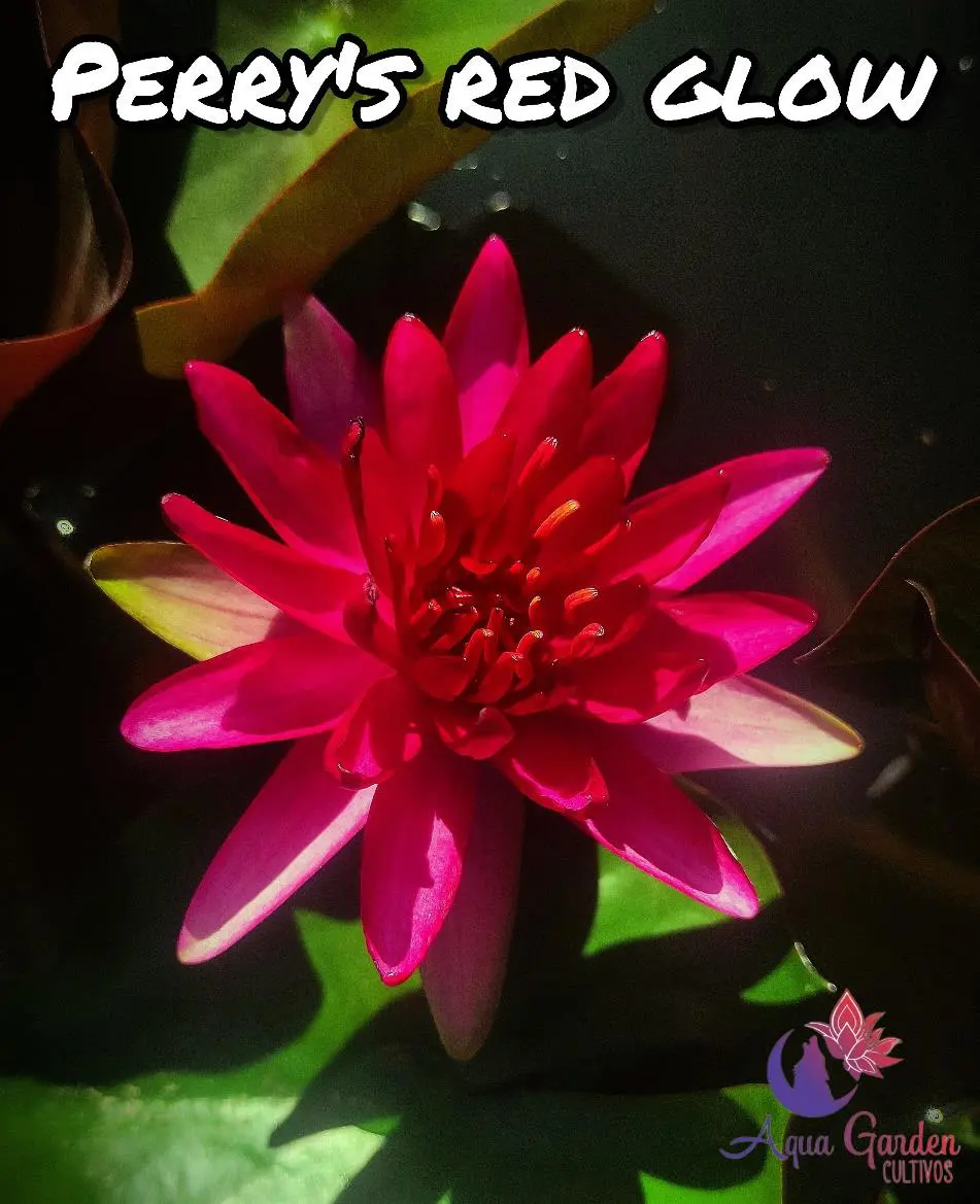 Perry's Red Glow
