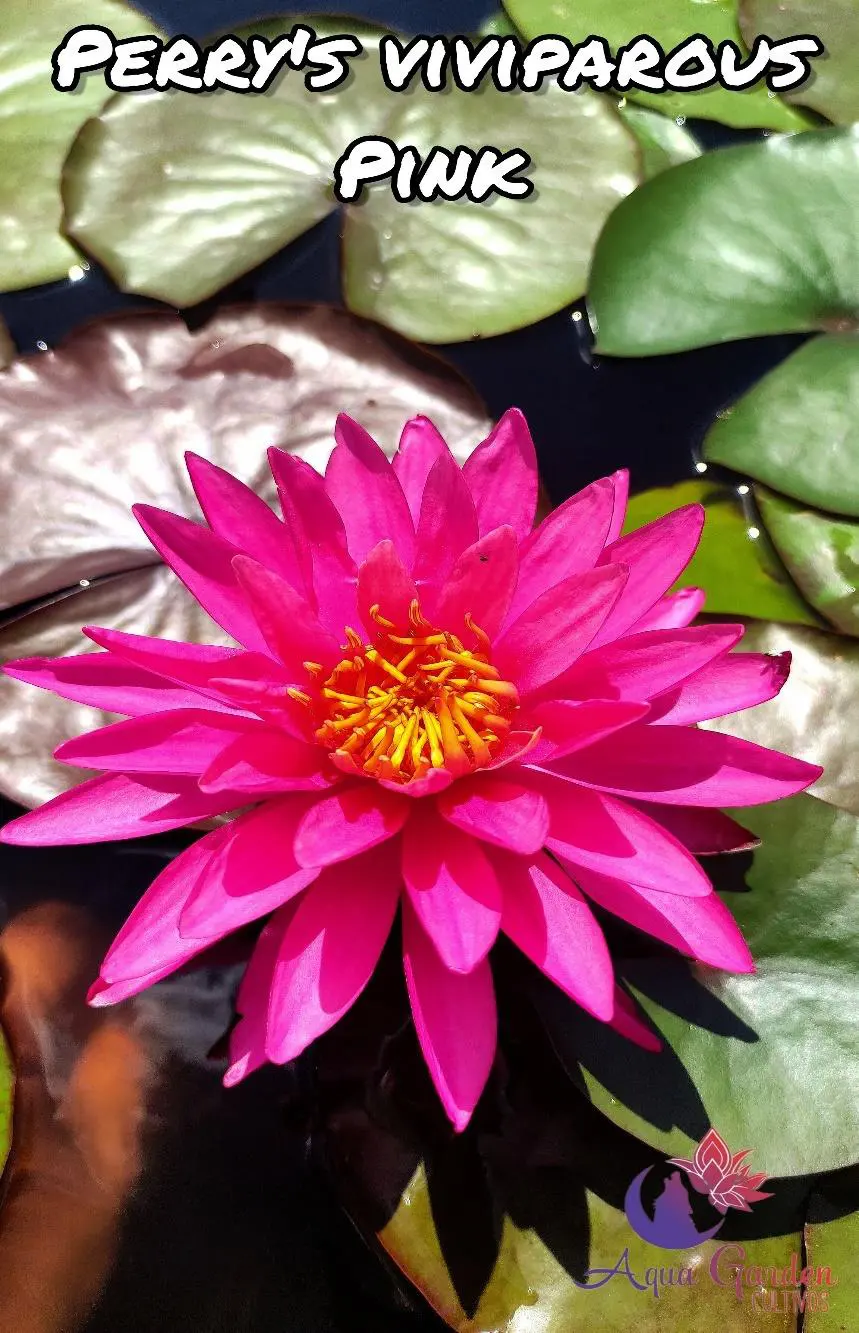 Perry's Viviparous Pink