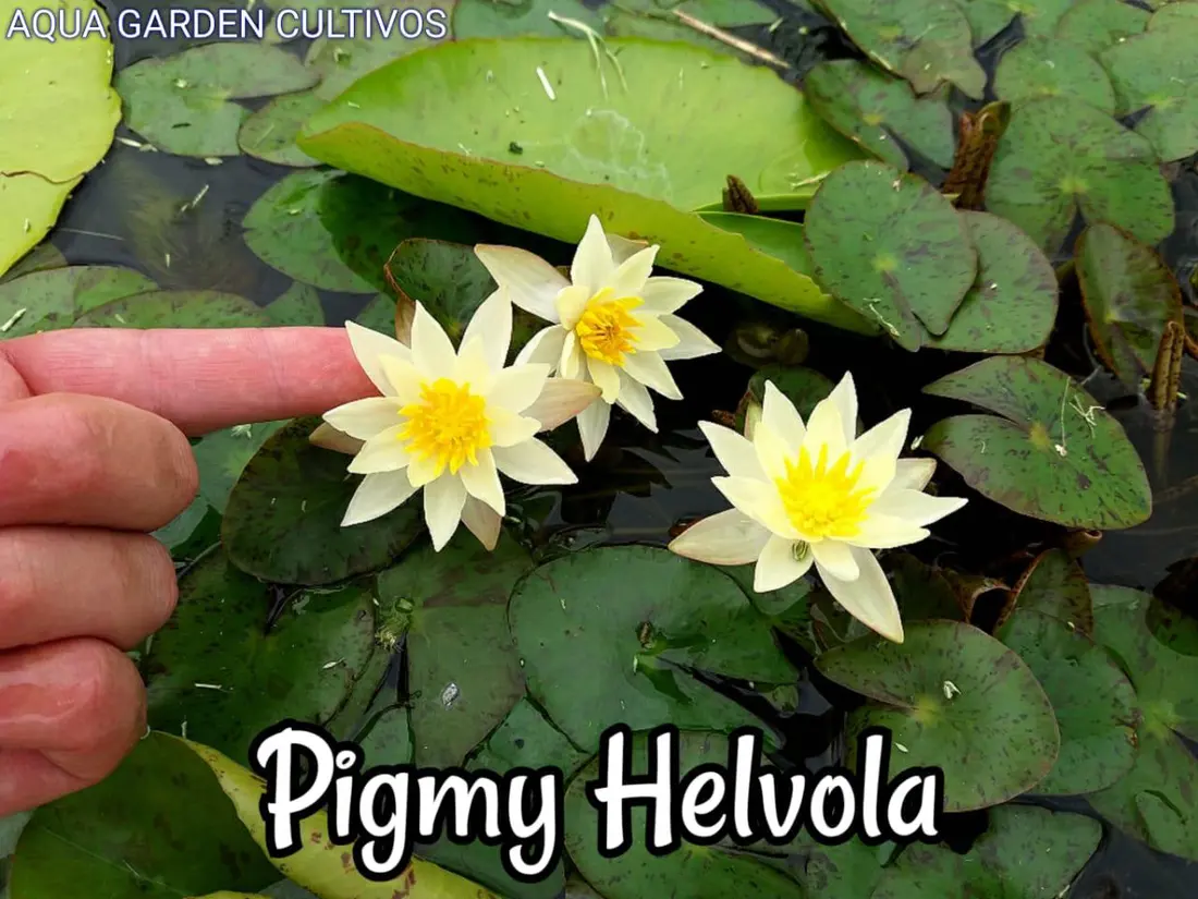 Pigmy Helvola