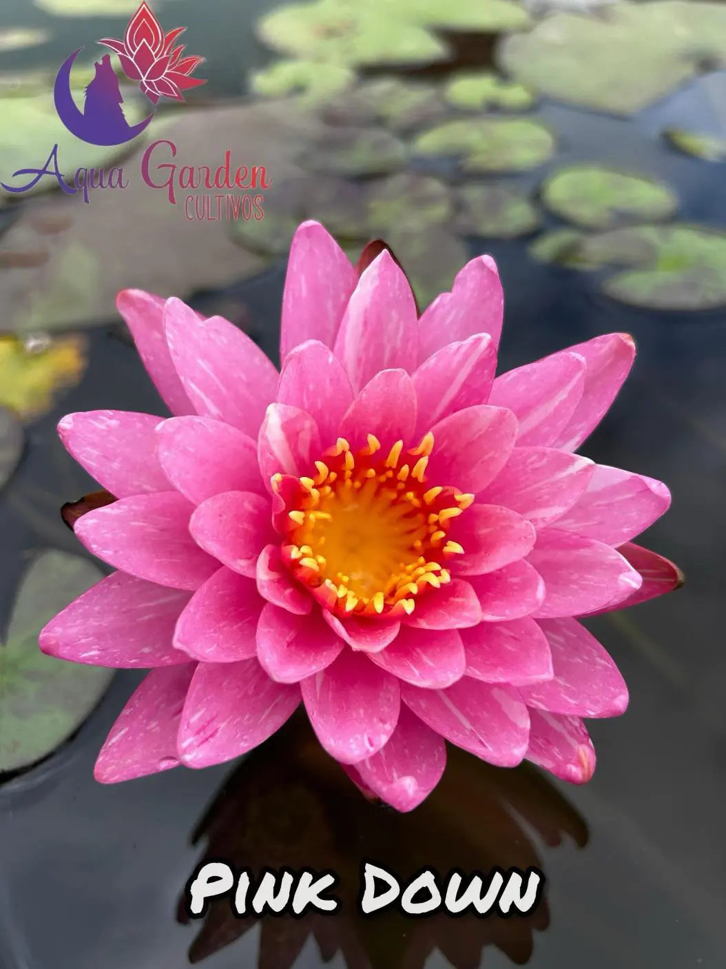 Pink Down