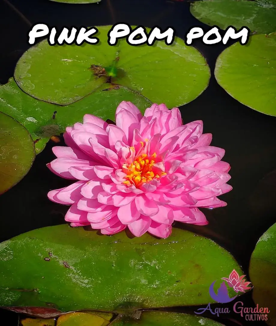 Pink Pom Pom