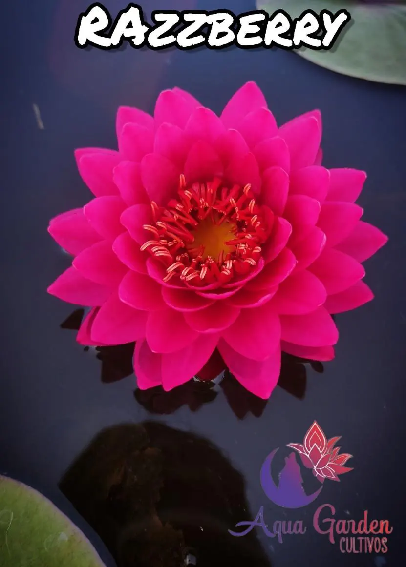 Razzberry