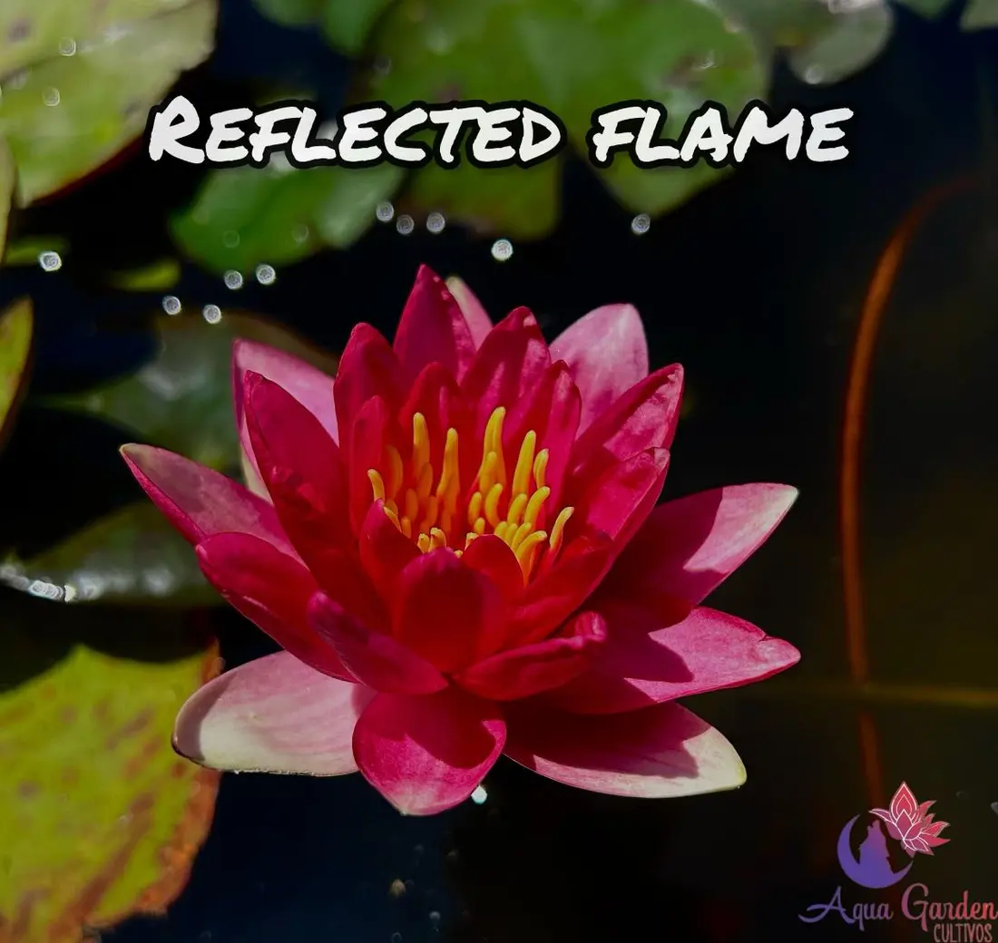 Reflected Flame