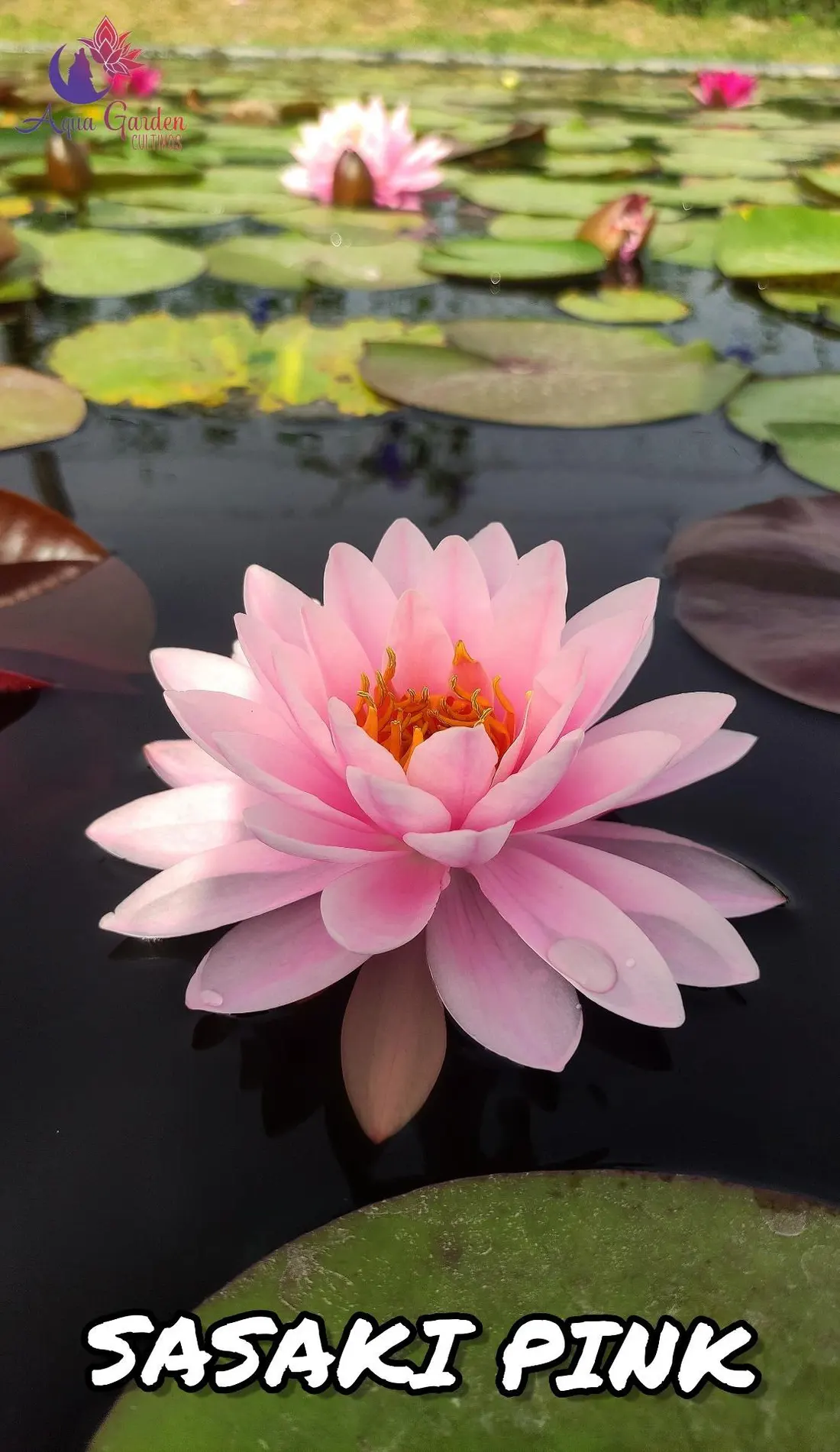 Sasaki Pink