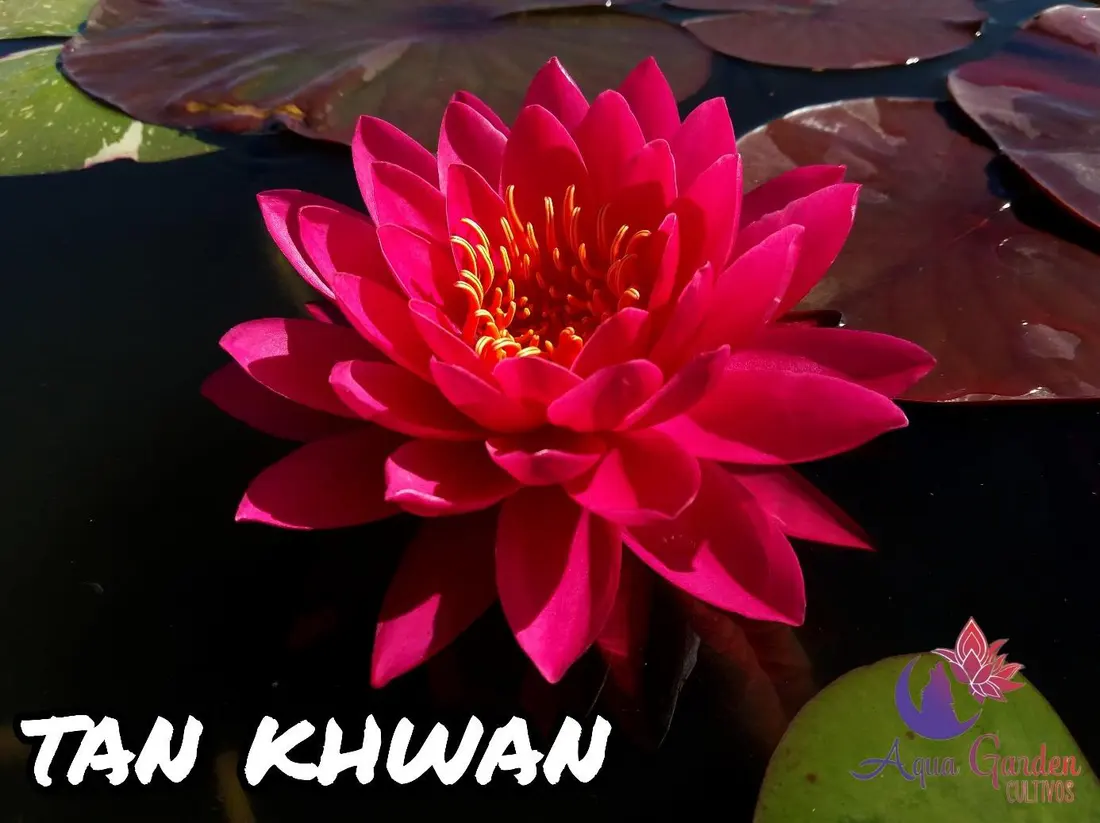Tan Khwan